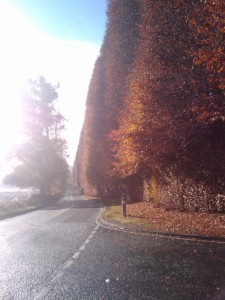 beech-hedge